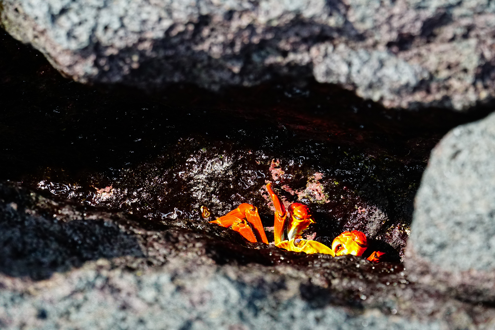 A Sally Lightfoot crab scuttled into deep cracks in the lava. (Photos by Kim Ossi/Planet Forward)
